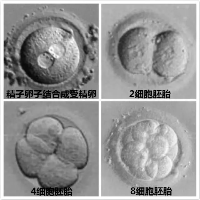 不孕不育
